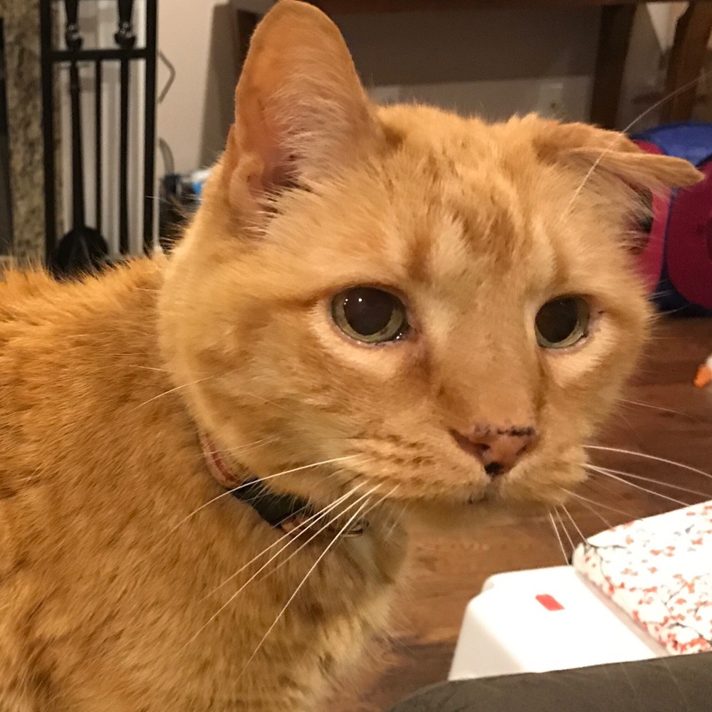 Welcome, Friends! 😺